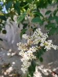洁白小蜡树花