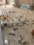 农村家鸡