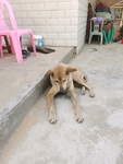 看门的农村田园犬