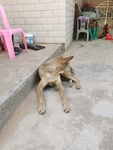 家犬