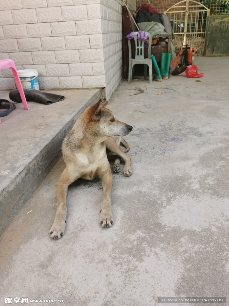 看家的黄色田园犬