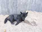 睡觉的田园犬