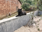 围墙的黑色看家田园犬