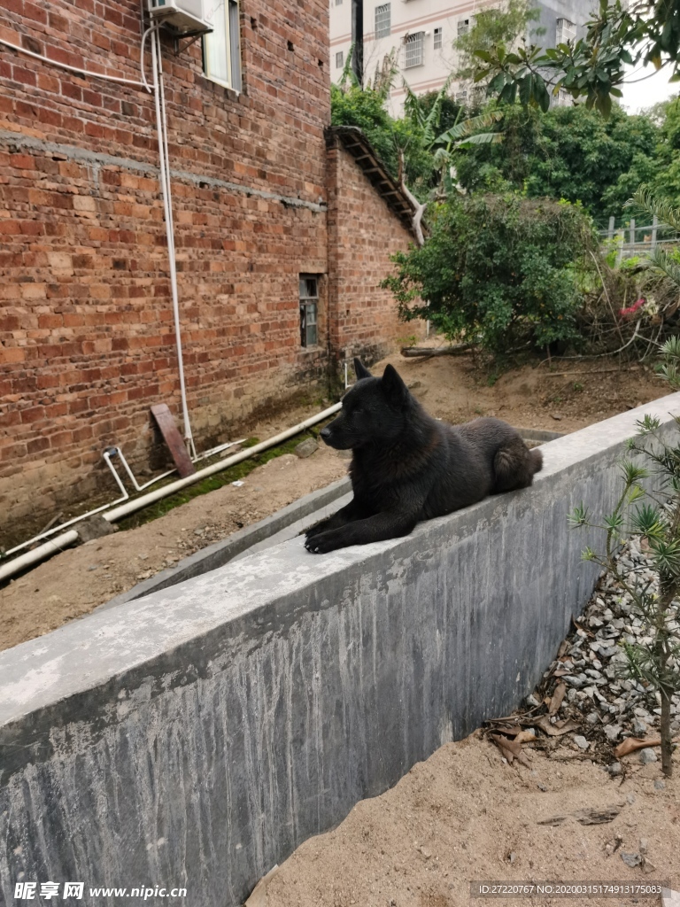 围墙的黑色看家田园犬