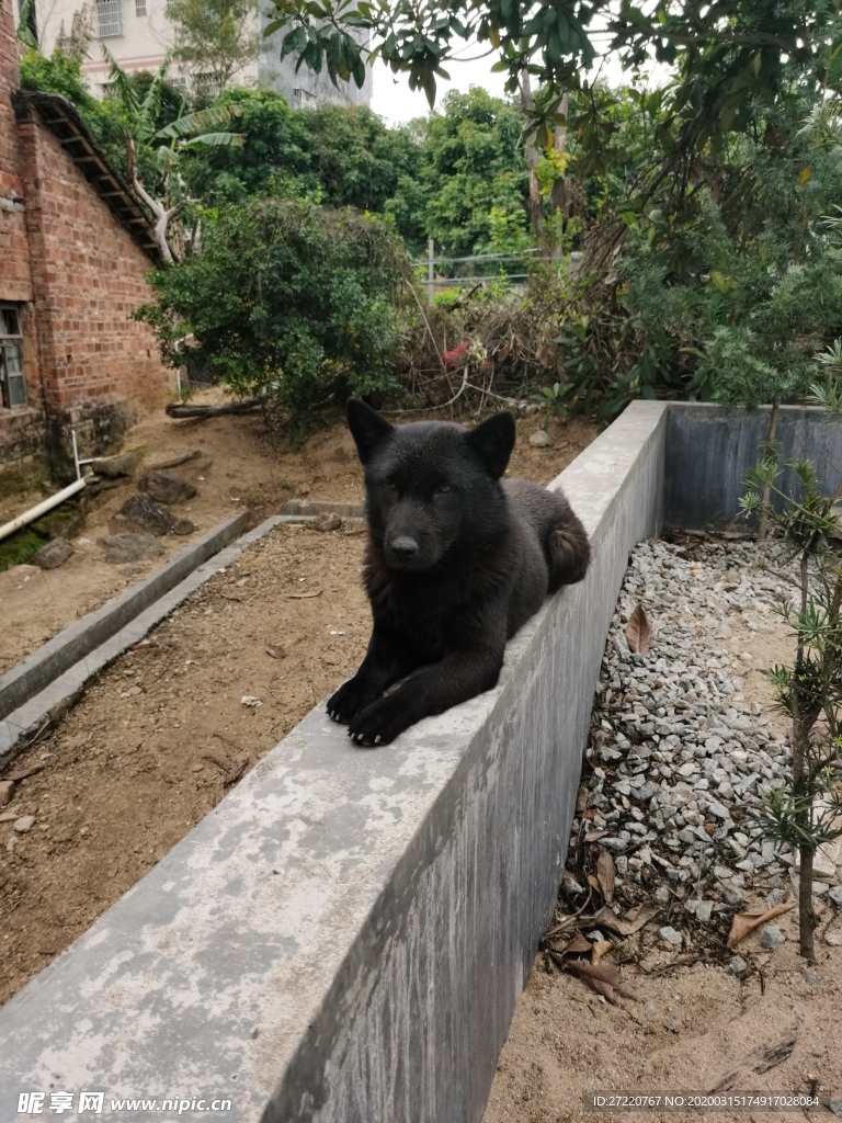 围墙的黑色看家田园犬