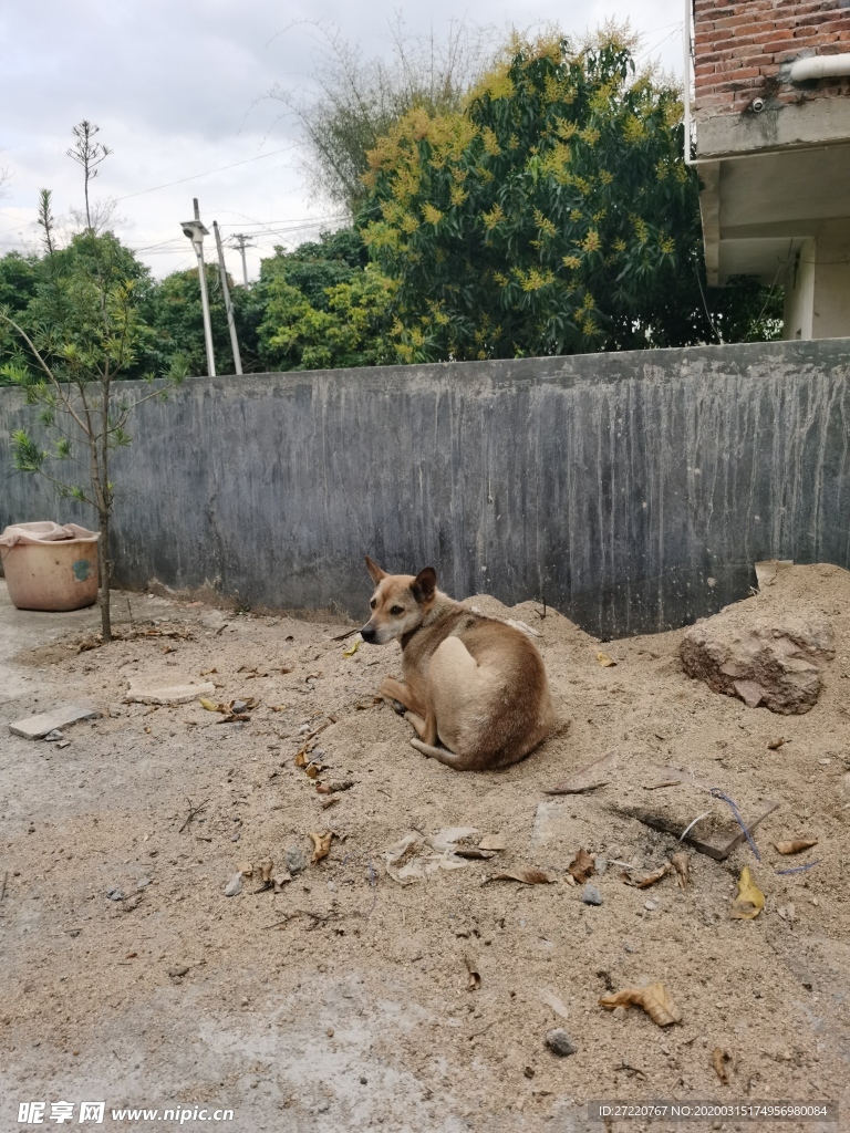 看家黄色土狗