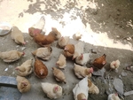 家养的鸡