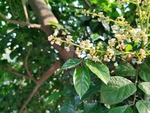 春天的黄皮花