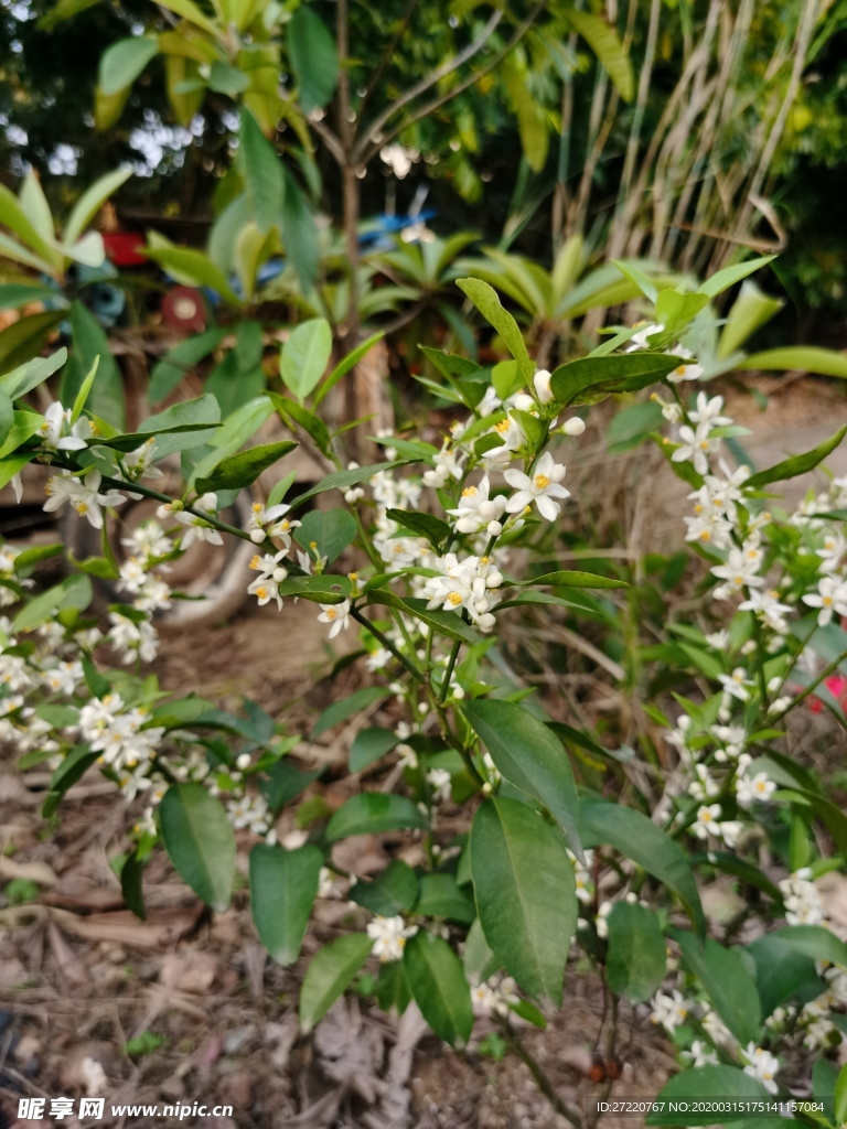 洁白柑橘花