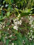 一朵柑橘花
