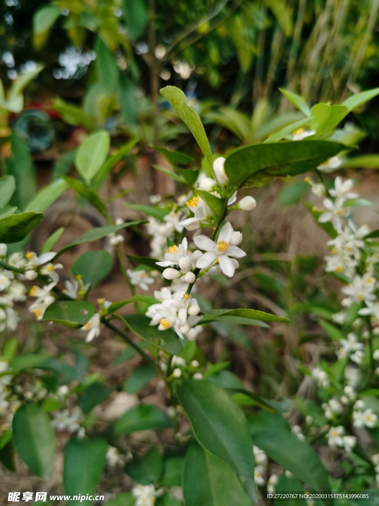 一朵柑橘花