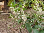 柑橘花