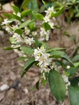 橘子花