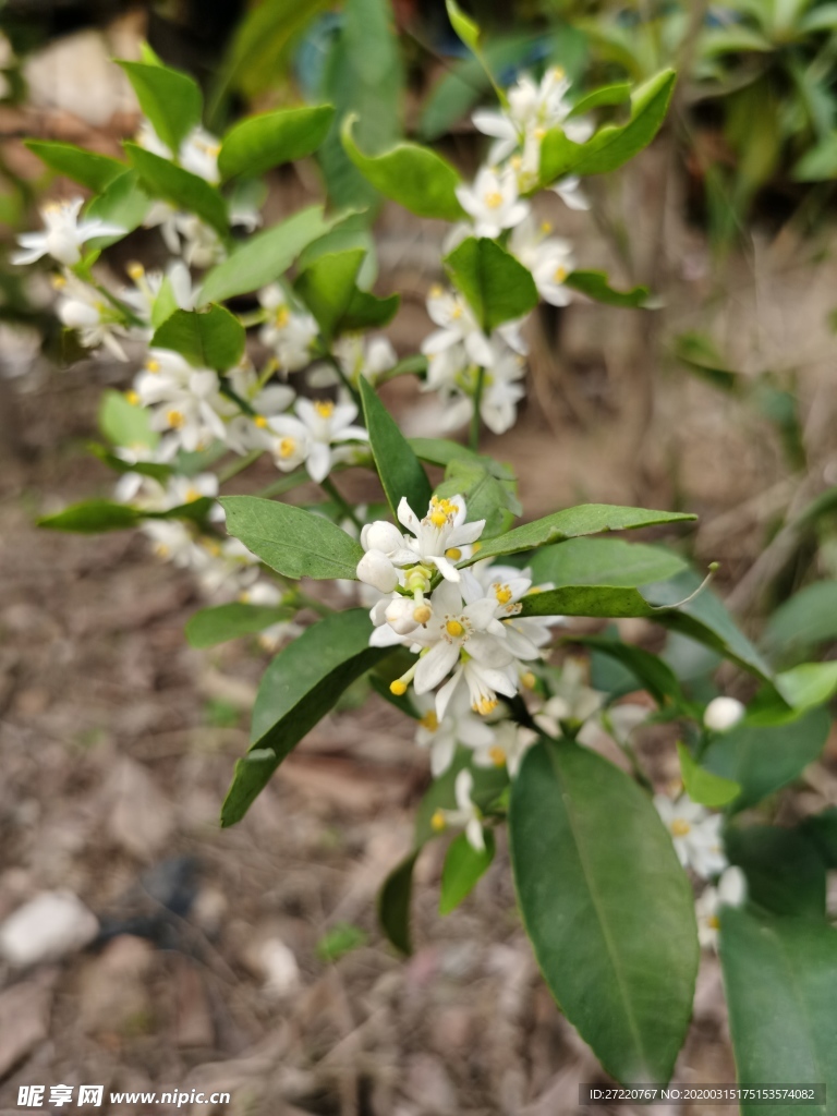 橘子花