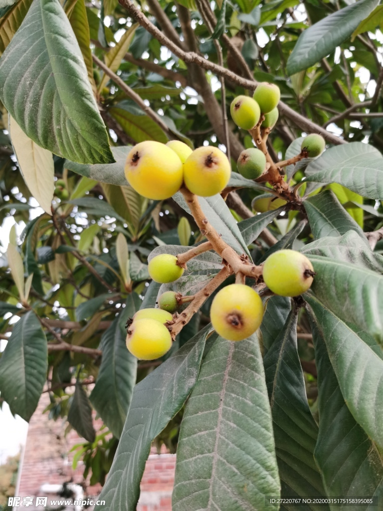 枇杷