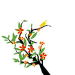山茶花