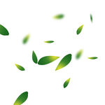 茶叶