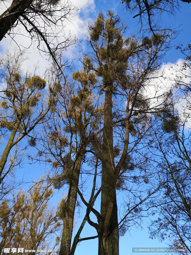 树 天空 云 植被 天气 春