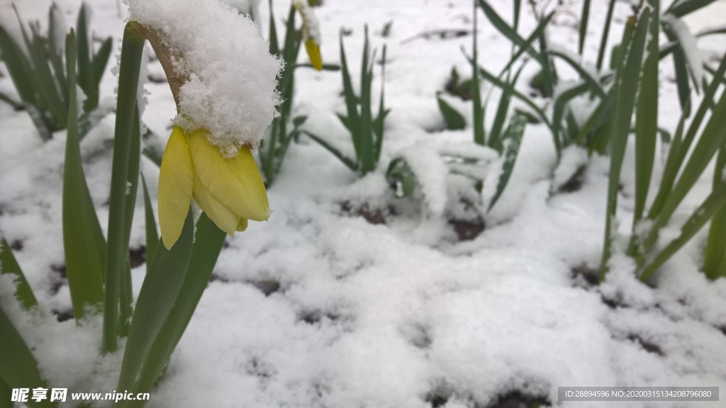 雪 春天 花园 性质 花卉