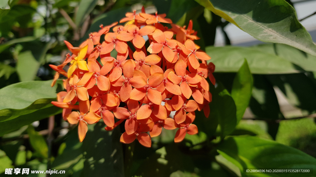 红色花