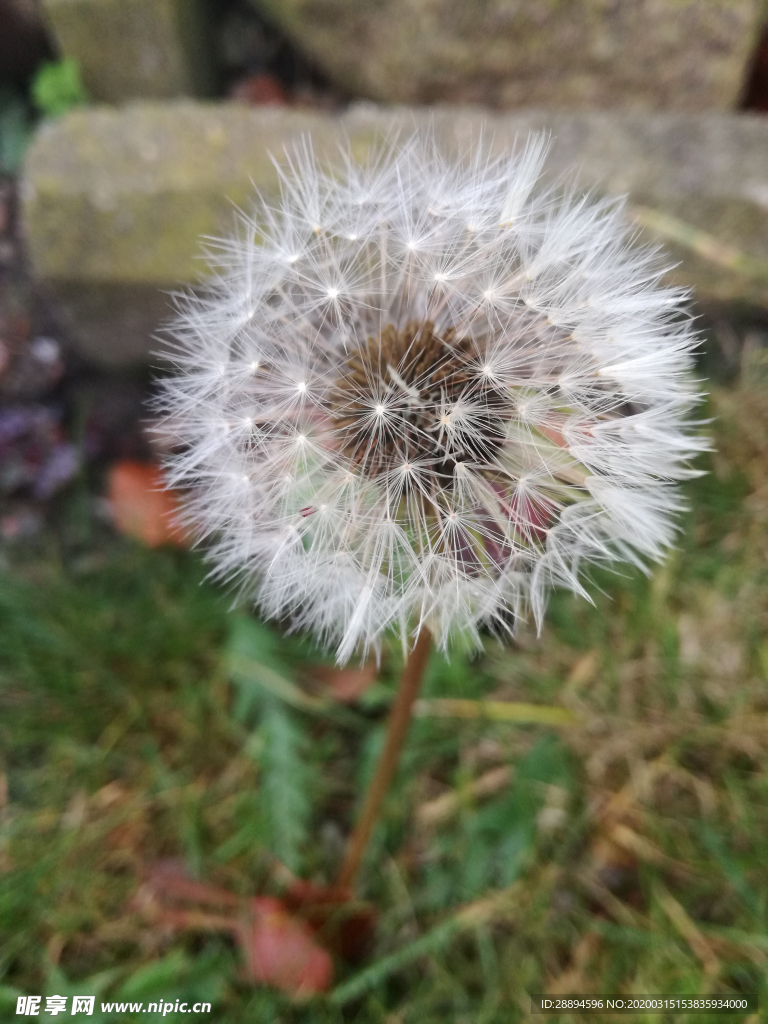 蒲公英飞行的种子 花园