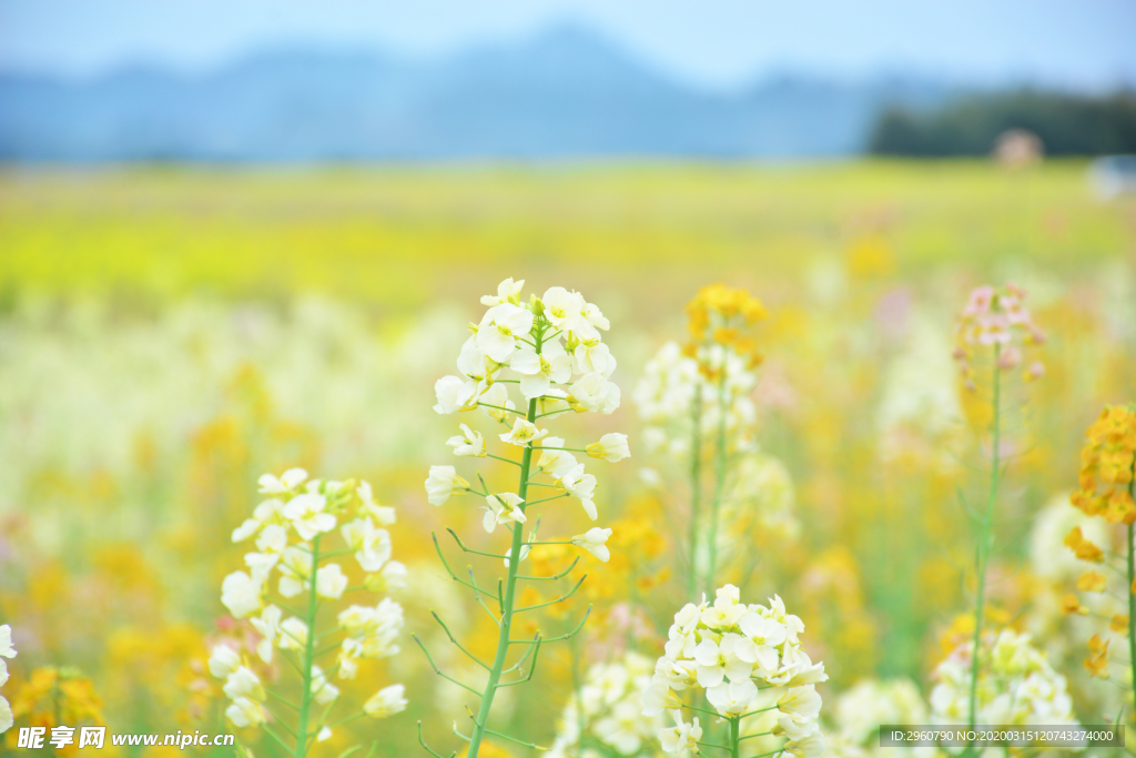 彩色油菜花