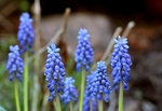 风信子花海
