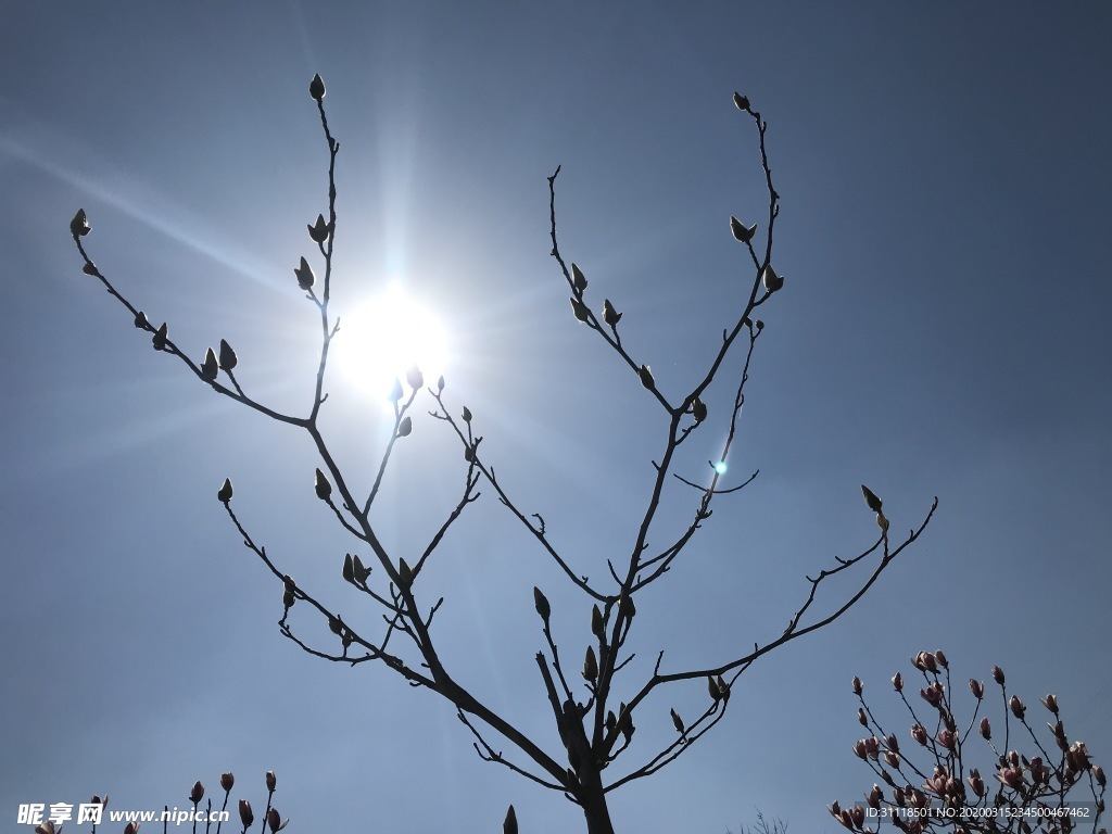 太阳下的花开