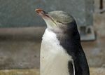 企鹅