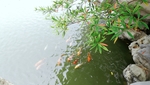 池塘锦鲤