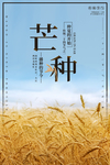 芒种