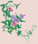 牵牛花