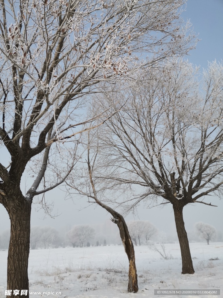 雪中树自然景观