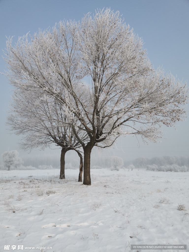 冬天的树景