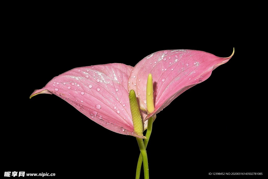 美丽的马蹄莲鲜花