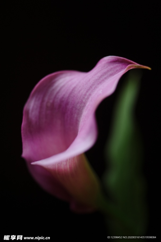美丽的马蹄莲鲜花