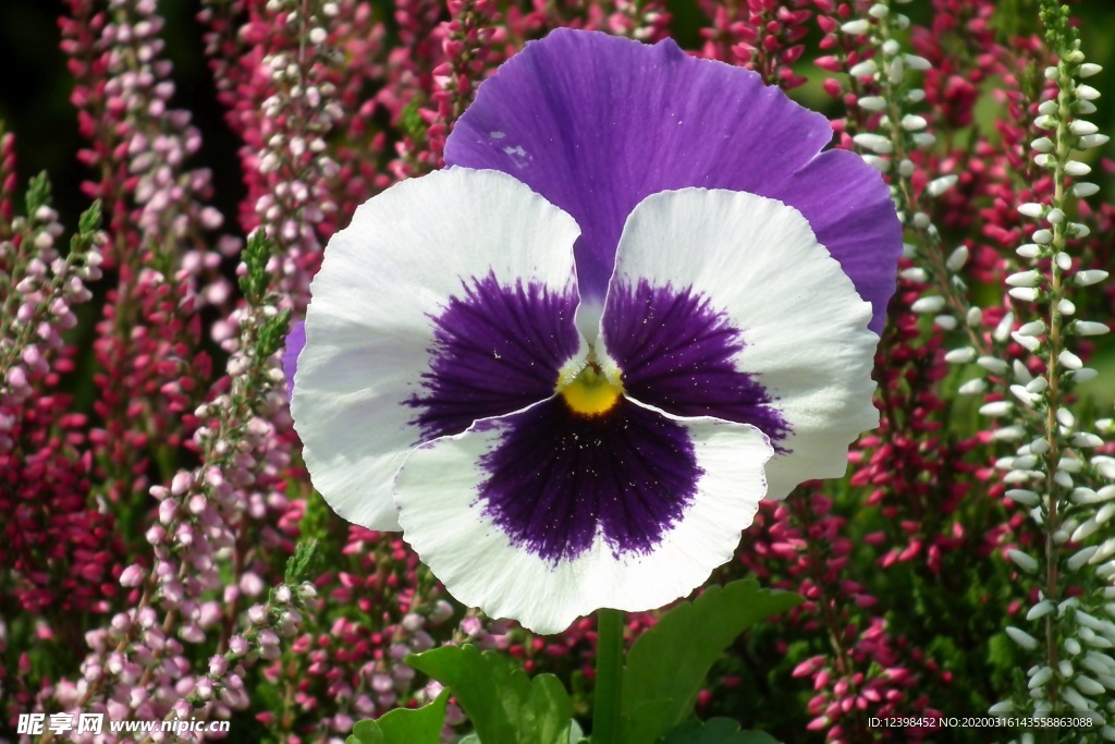 三色堇鲜花