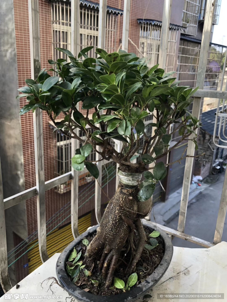 植物人参树