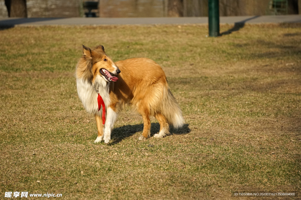 宠物狗苏格兰牧羊犬