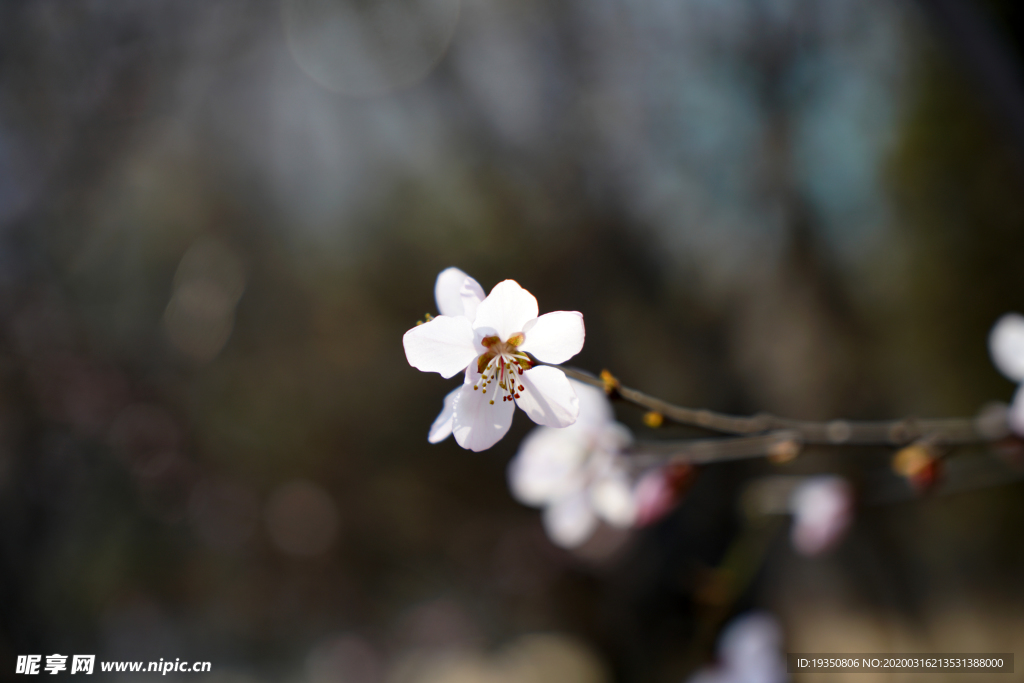春天的桃花花朵
