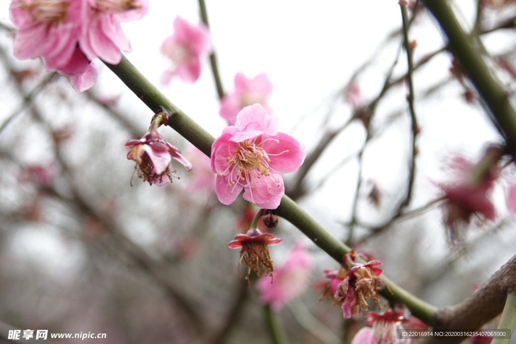 梅花