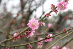 梅花