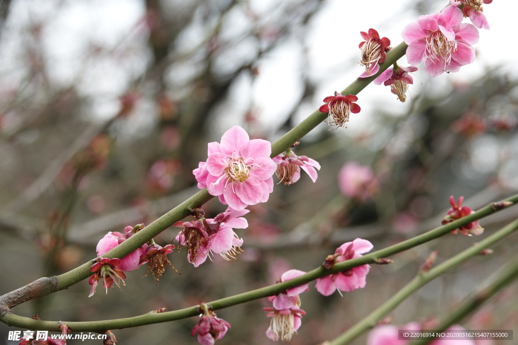 梅花