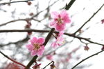 梅花