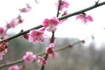 梅花