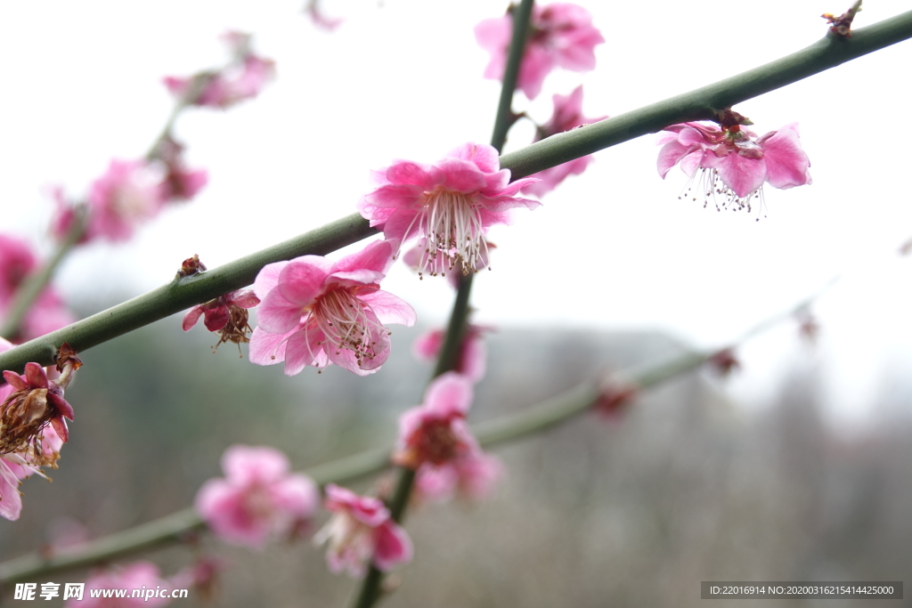 梅花