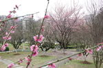 梅花