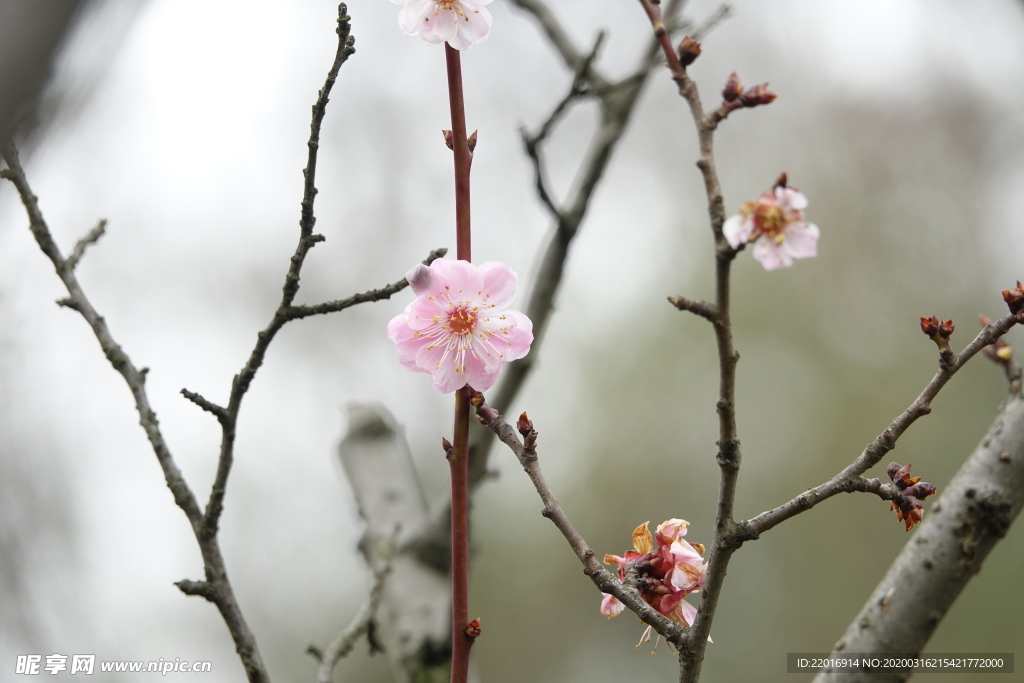 梅花