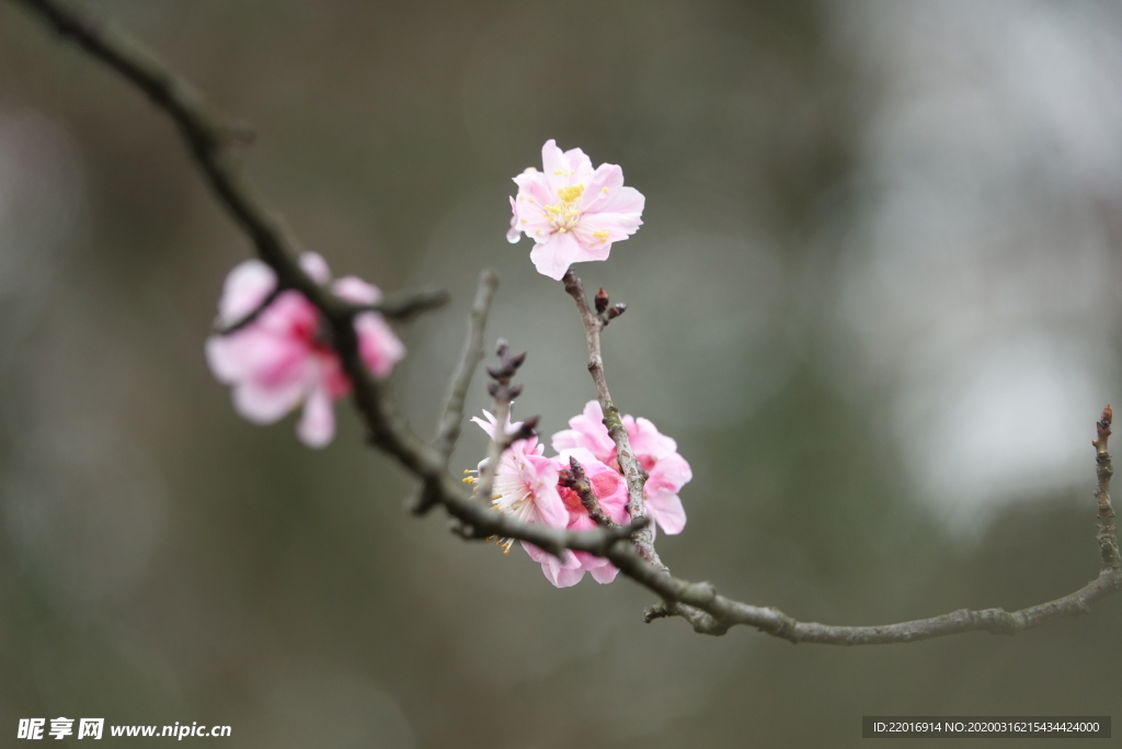 梅花