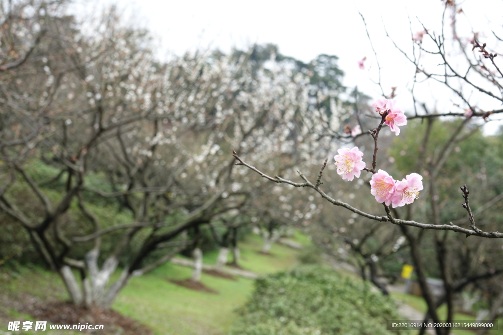 梅花